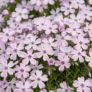 3x Vlambloem Benita