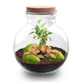 Productafbeelding van Pureplant