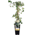 Productafbeelding van Pureplant