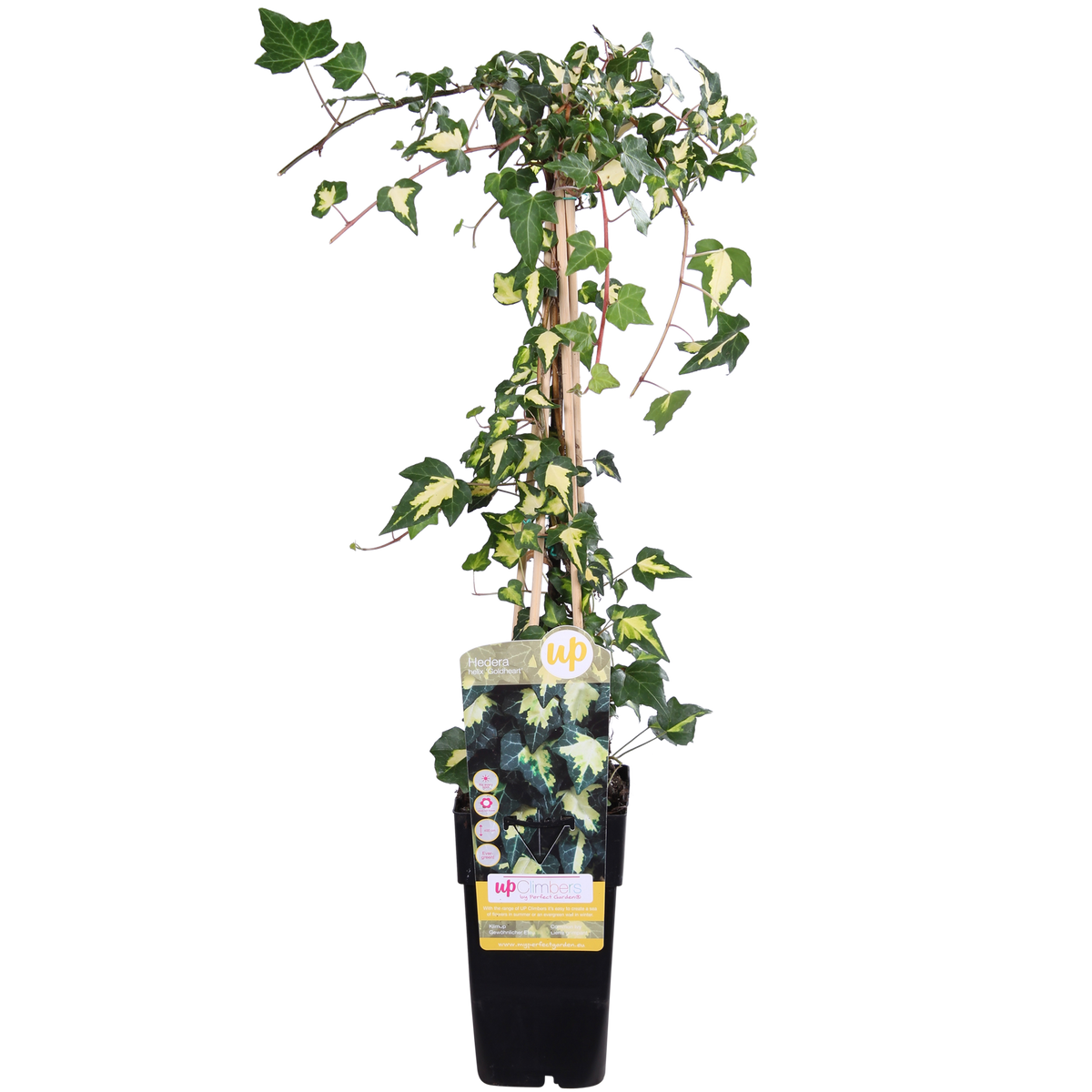 Productafbeelding van Pureplant