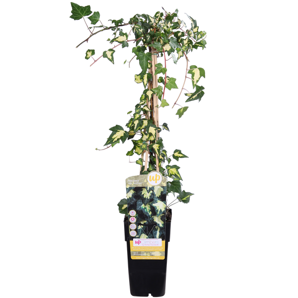 Hedera helix 'Goldheart'