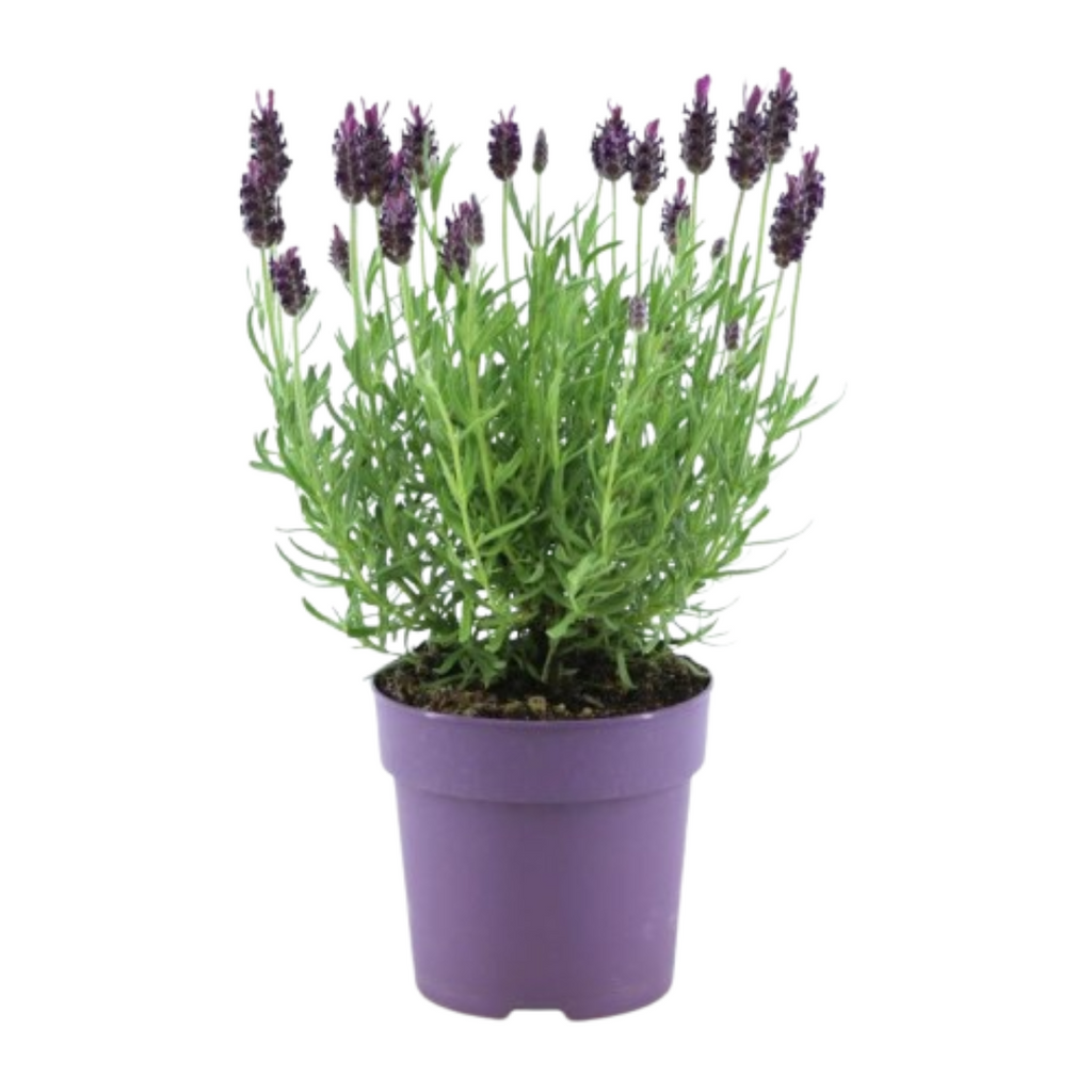 6x Lavandula stoechas Anouk®, plant in pot