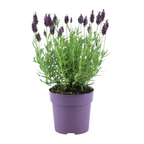 6x Lavandula stoechas Anouk®, plant in pot