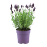 6x Lavandula stoechas Anouk®