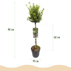 Euonymus fortunei Emerald Gaiety, groene bladeren