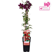 Clematis Niobe