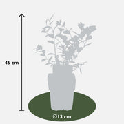 Vaccinium corymbosum &