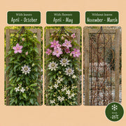 Klimplanten tricolor mix, bergclematis, passiebloem en sterjasmijn