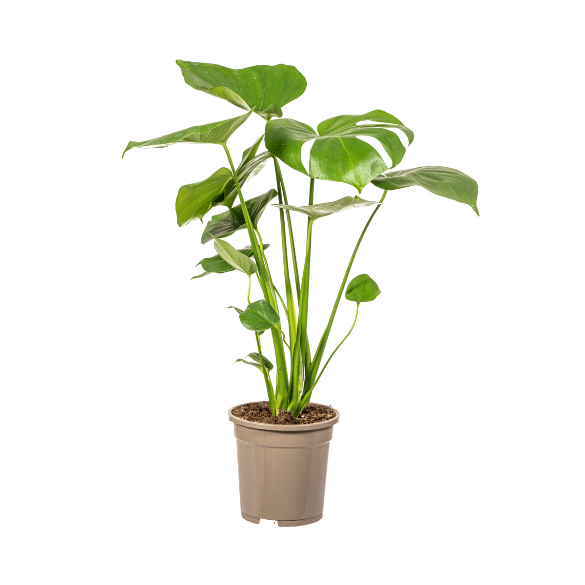 Monstera Deliciosa Tauerii, plant in pot