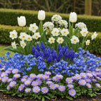 Bulb Garden Blue mix, plant in pot