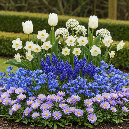 Bulb Garden Blue mix, plant in pot