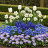Bulb Garden Blue mix