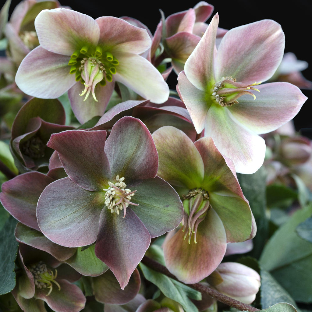 Lenten Rose, groeiwijze van de plant