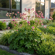 Astrantia major - Sterrenkruid - Schaduw - Wit-Roze - 6 Planten