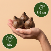 Zomerklokje Leucojum aestivum bloembollen, wit, foto 3