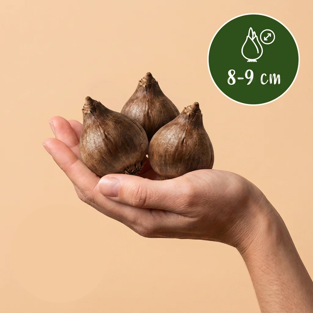Zomerklokje Leucojum aestivum bloembollen, wit, foto 3