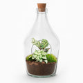 Productfoto van Open terrarium Joss - Calathea makoyana & Fittonia - 30 cm