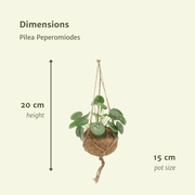 2x Kokodama Pilea Peperomiodes - Pannekoekenplant