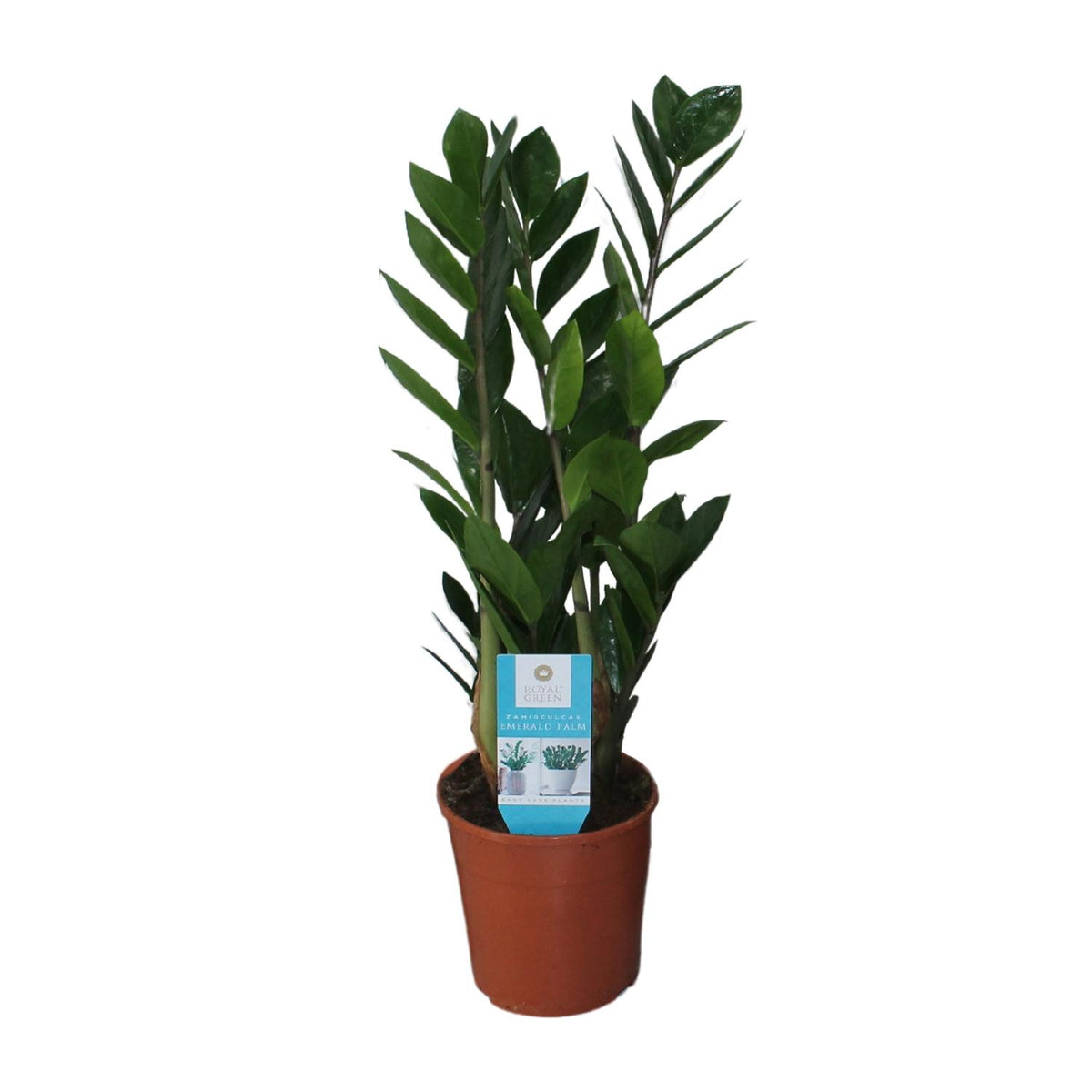 Detailfoto van Zamioculcas Zamiifolia