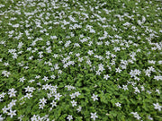 Isotoma fluviatilis &