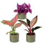 Baby Paradise Mix voor een kleurrijk groen interieur