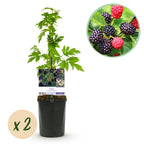 Braam, plant in pot