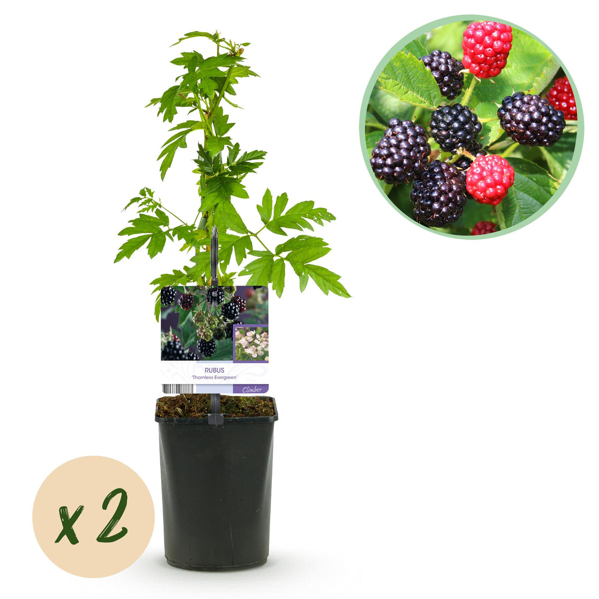 Braam, plant in pot