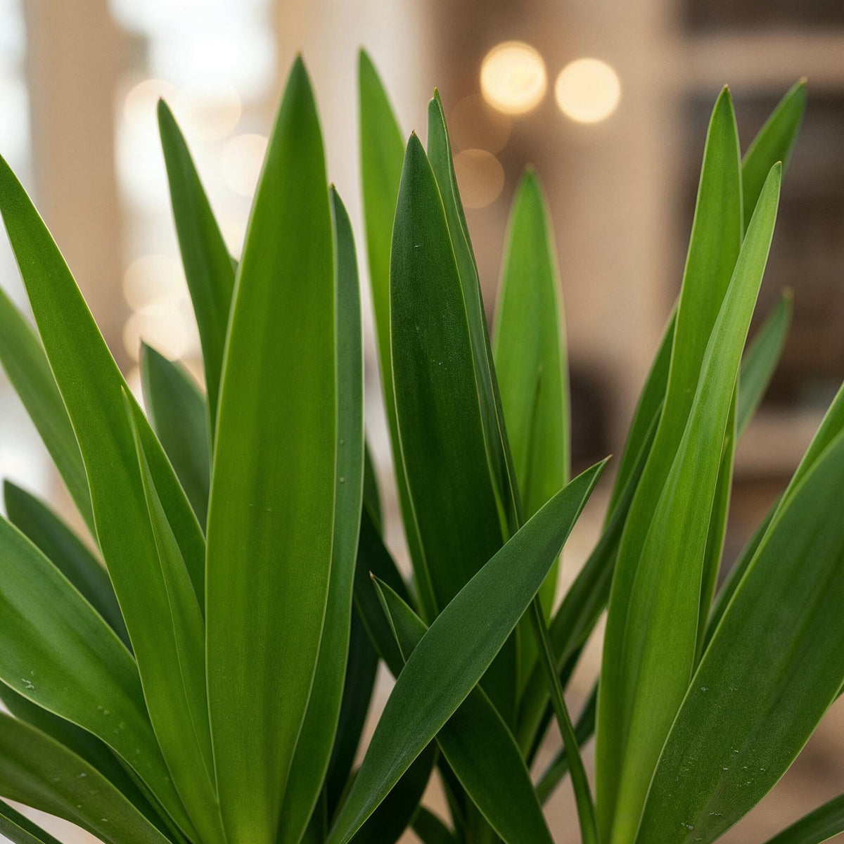 Yucca elephantipes, 55 cm hoog, compacte plant