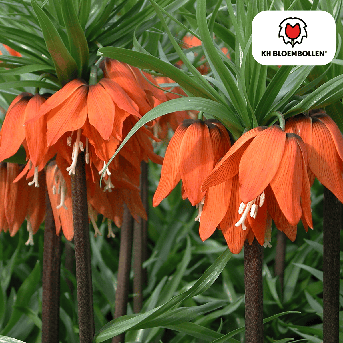 Fritillaria 'Rubra', keizerskroon rood en oranje, 5 bollen, plant in pot