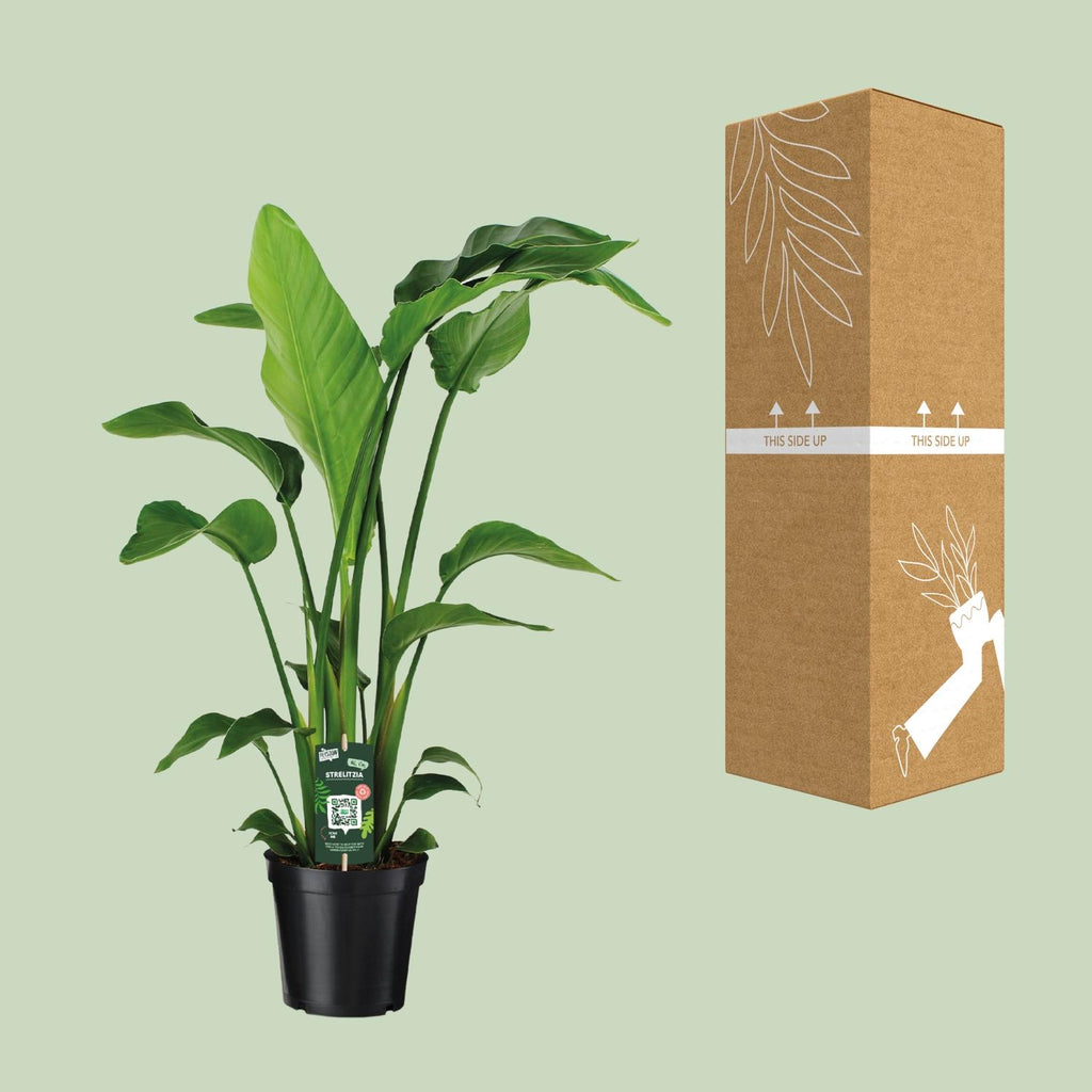 Detailfoto van Strelitzia Nicolai