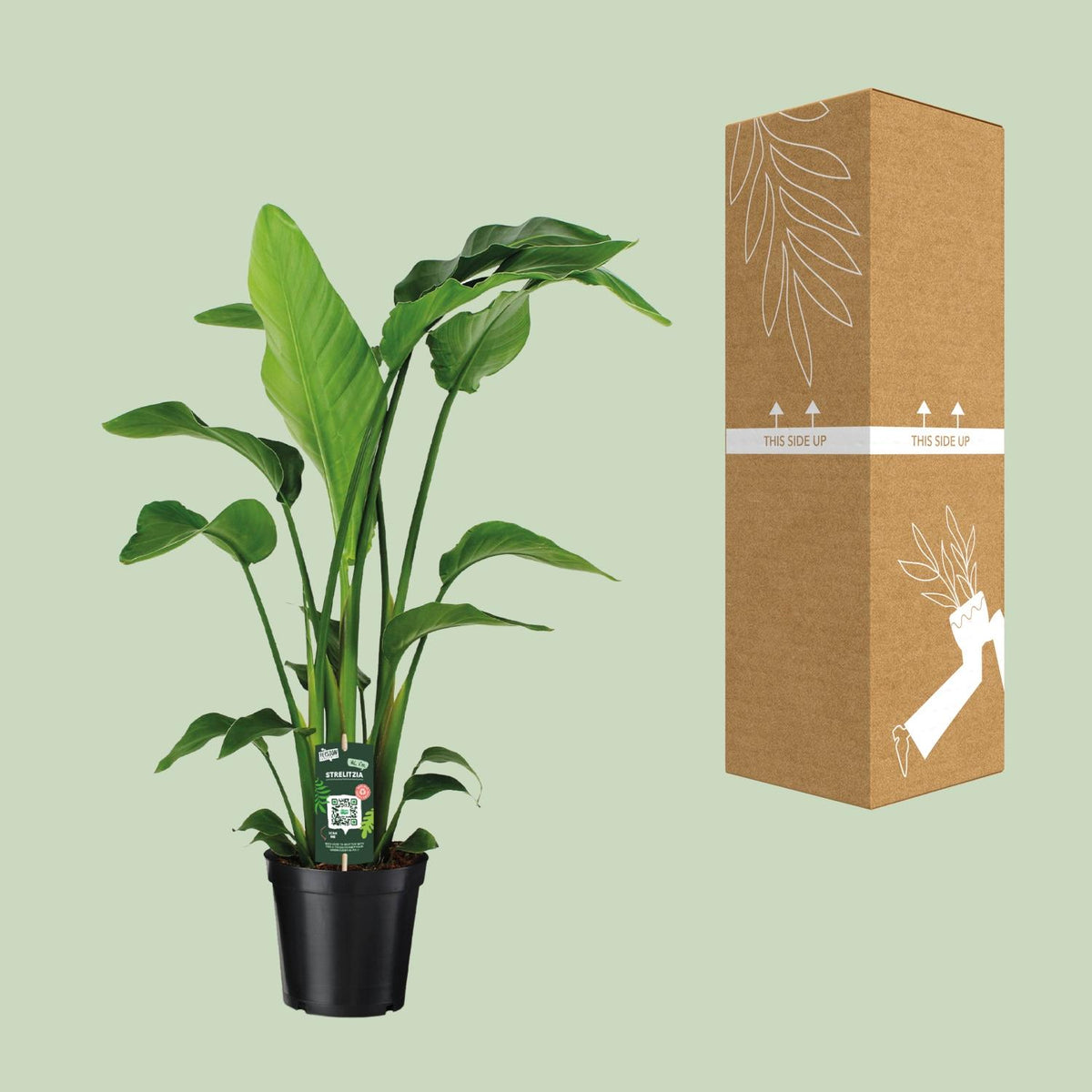 Detailfoto van Strelitzia Nicolai
