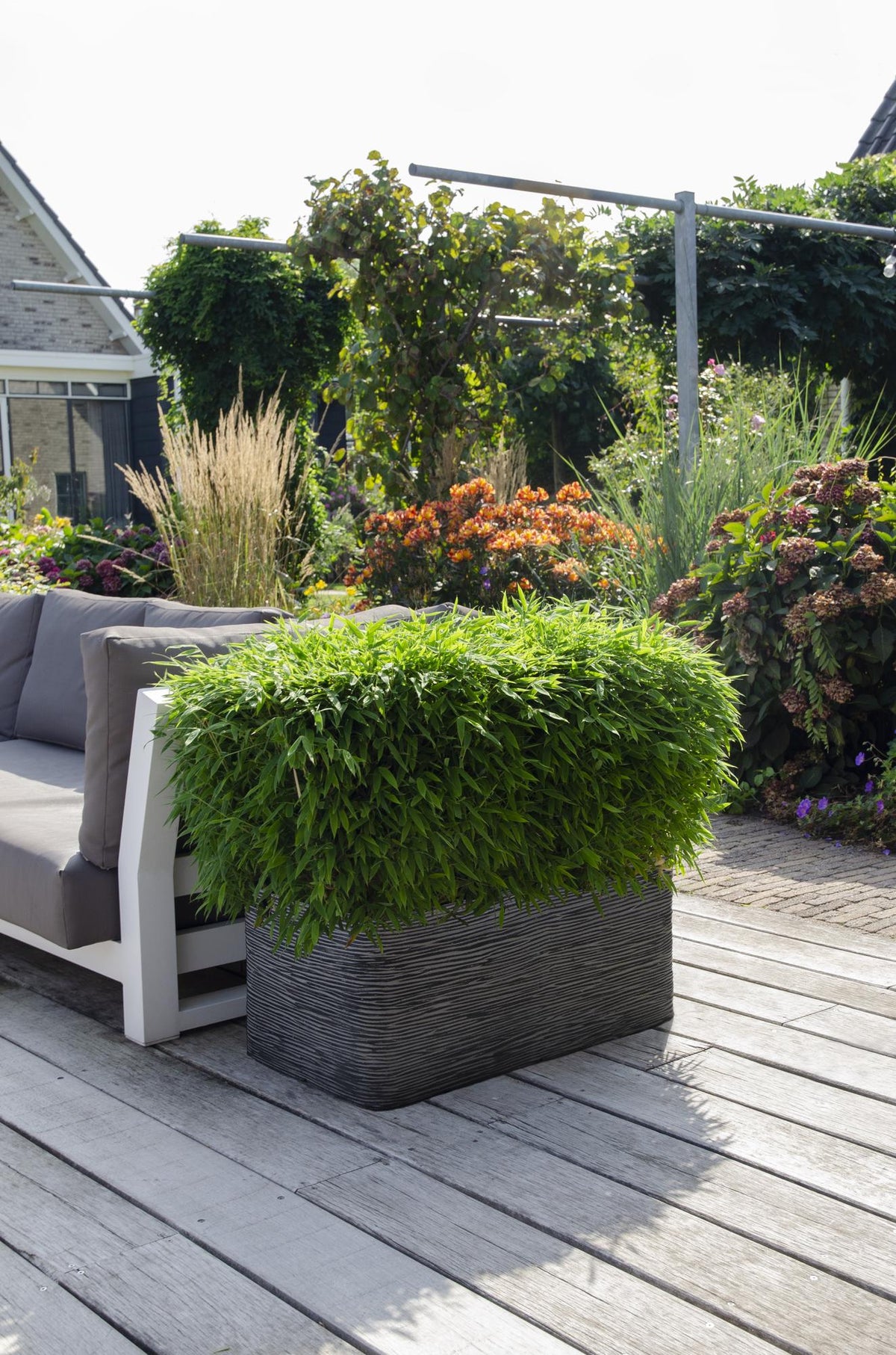 Detailfoto van Fargesia Moontears Boobux, bladhoudende bamboe voor de tuin