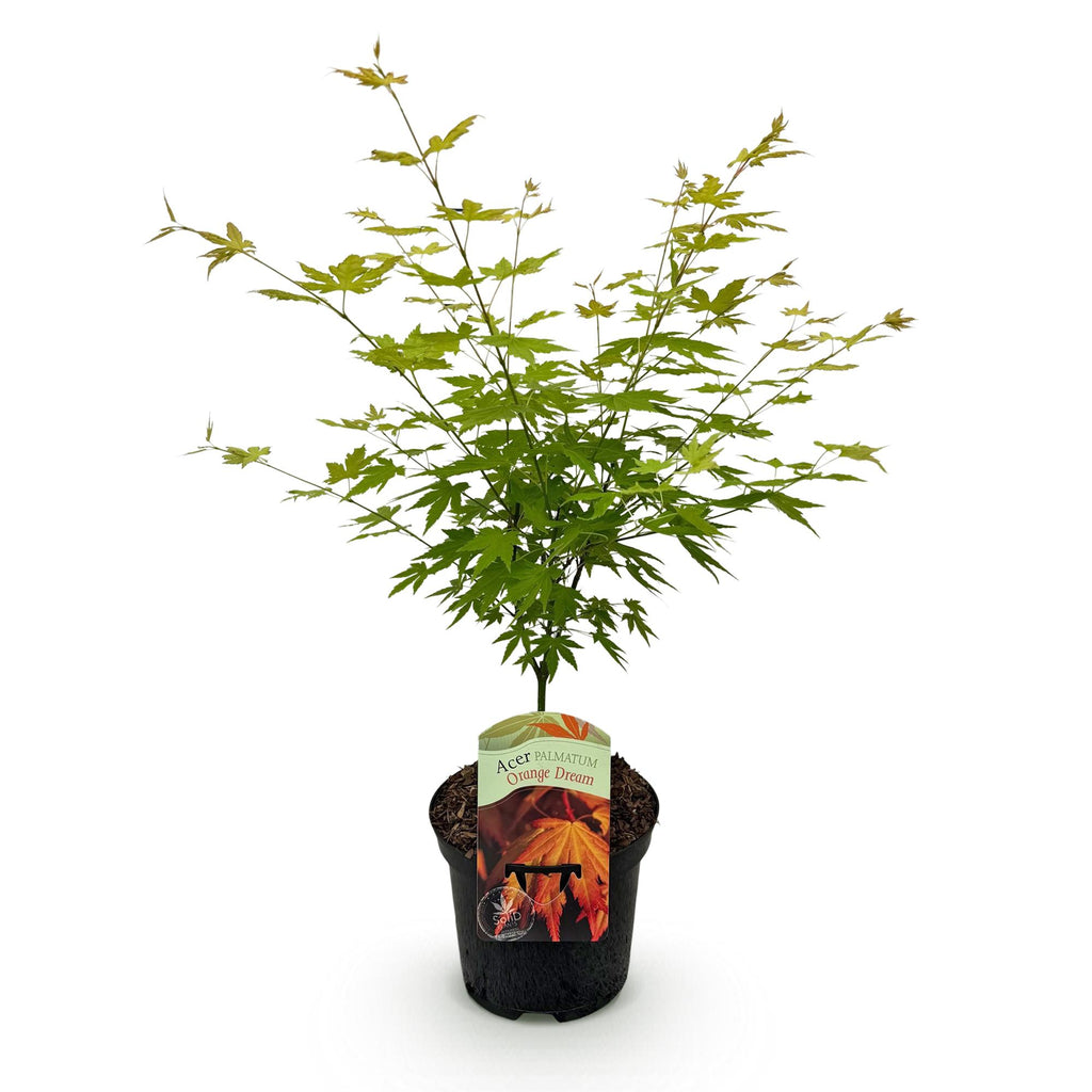 Japanse esdoorn Acer palmatum Orange Dream, groene bladeren