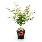 Japanse esdoorn Acer palmatum Orange Dream, groene bladeren