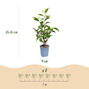 Portugese laurier Angustifolia