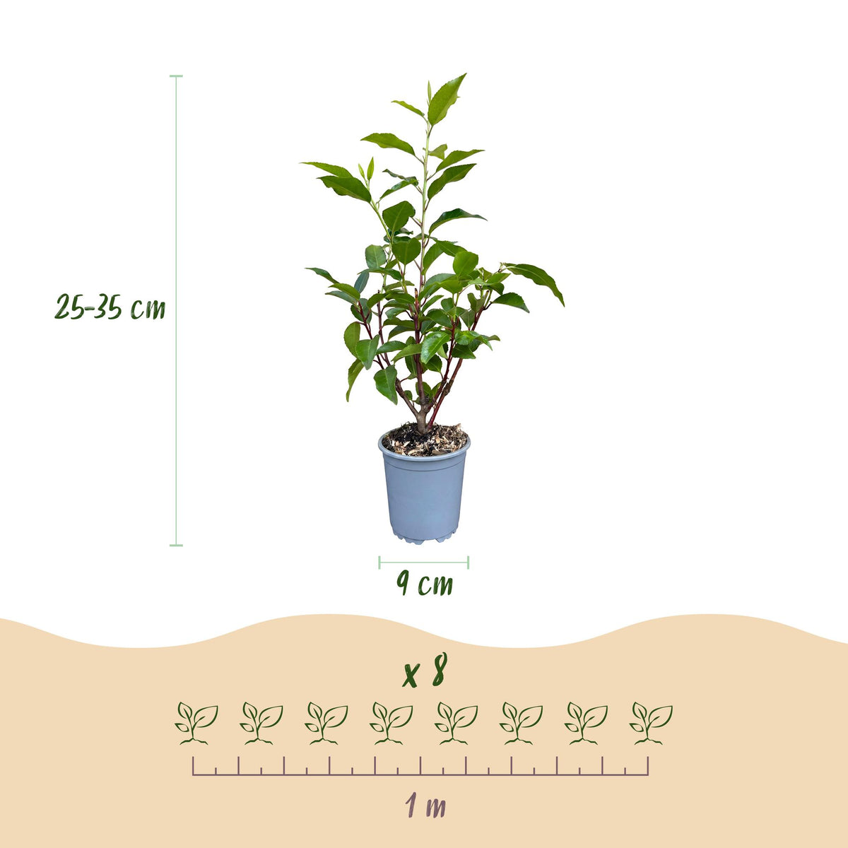Portugese laurier Angustifolia, groene bladeren