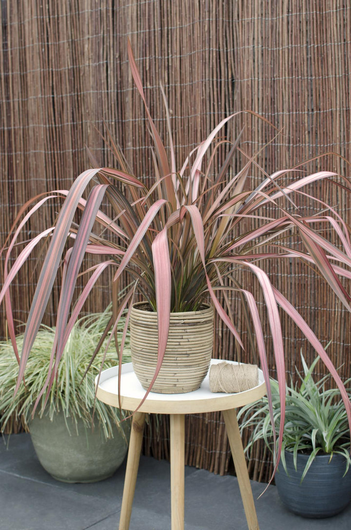 Phormium &