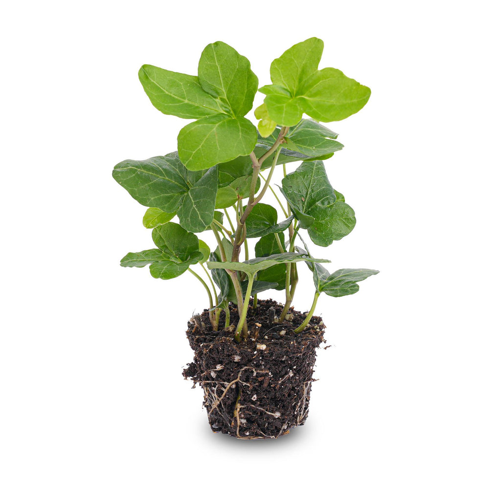 Hedera helix, plant in pot