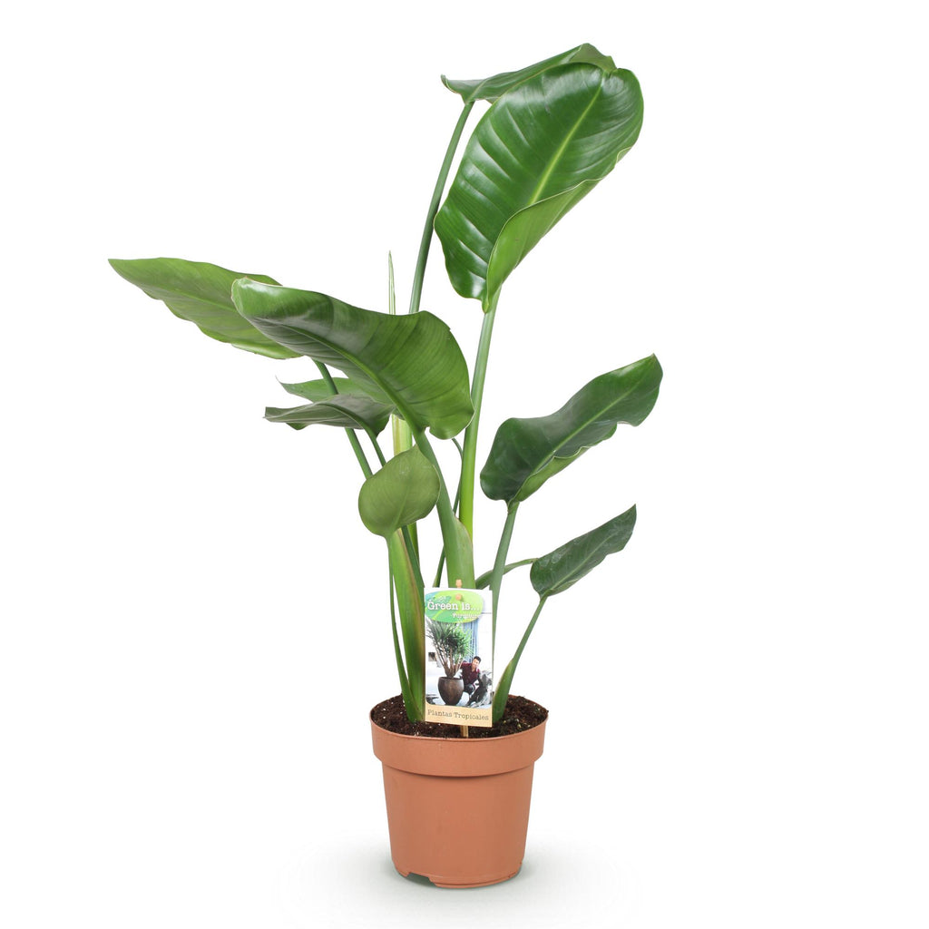 Stelitzia Nicolai, 70-90 cm hoog, kenmerkend blad