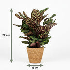 Pauwenplant (Calathea Makoyana) met Mand, groeiwijze van de plant