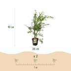 Acer palmatum Methamorphosa, groene bladeren