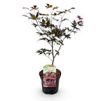 Japanse esdoorn Acer palmatum Bloodgood, kenmerkend blad