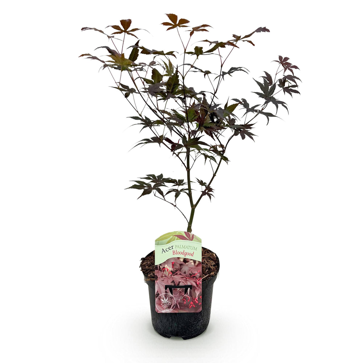 Japanse esdoorn Acer palmatum Bloodgood, kenmerkend blad