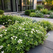 Galium odoratum - lievevrouwebedstro - 12 planten
