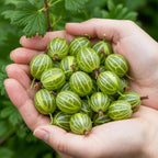 Kruisbes Ribes uva-crispa Hinnomäki Grün, groene bladeren