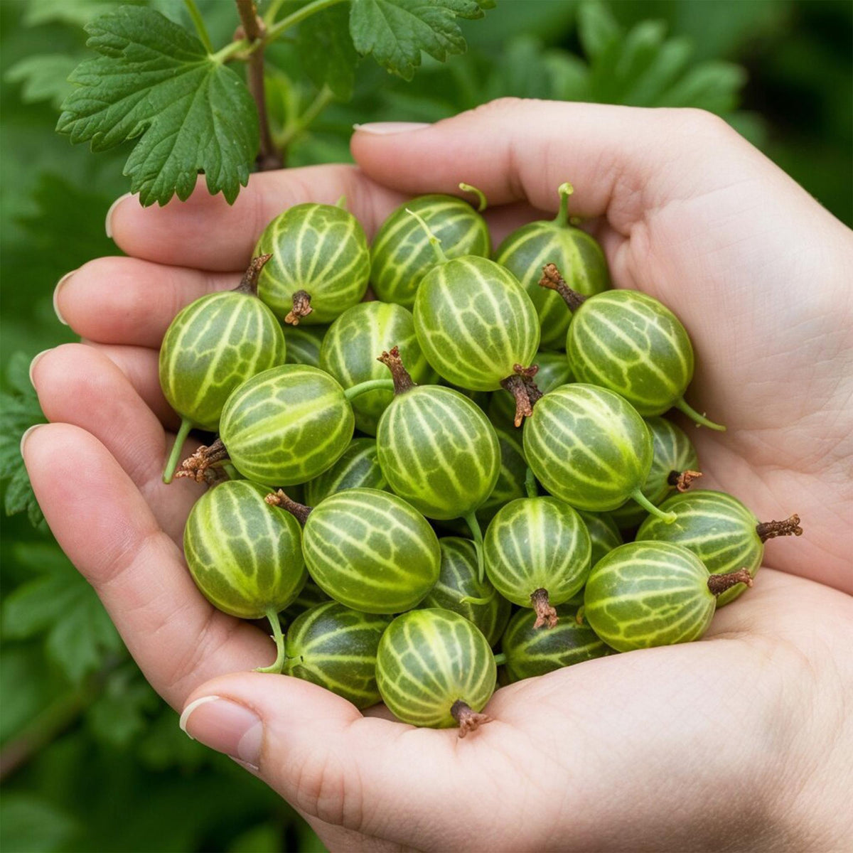 Kruisbes Ribes uva-crispa Hinnomäki Grün, groene bladeren