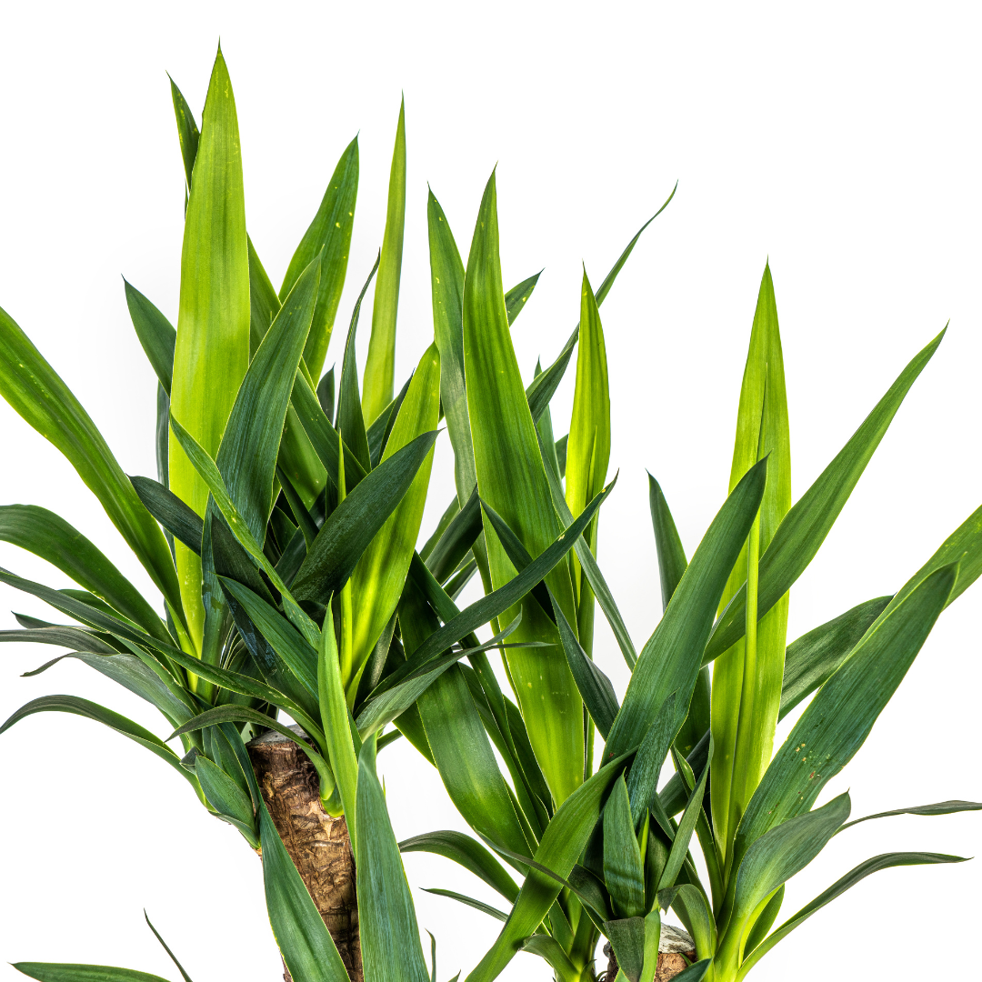 Yucca Elephantipes Vertakt met mand, detail van het blad