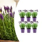 6x Lavandula stoechas Anouk®, groene bladeren