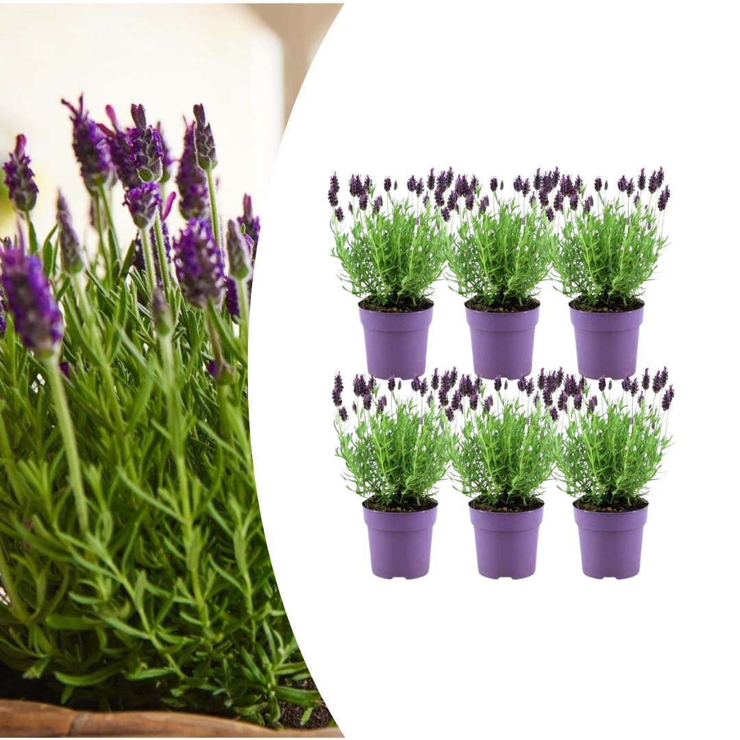 6x Lavandula stoechas Anouk®, groene bladeren