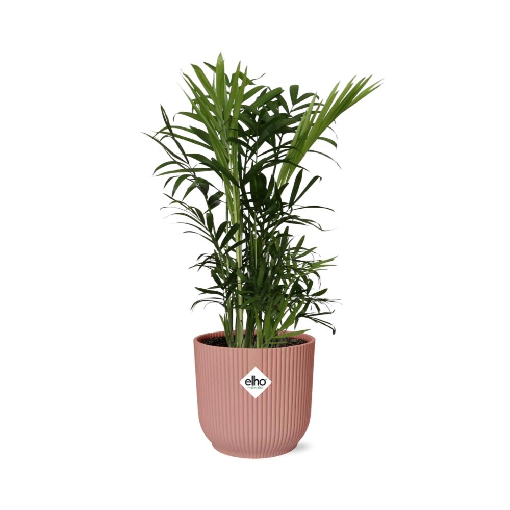 Detailfoto van Chamaedorea Elegans in ELHO Vibes Fold 14cm roze